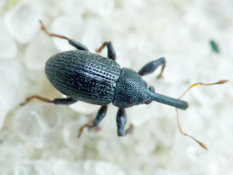 Anthonomus (Anthonomidius) rubripes Gyilenhal., 1835